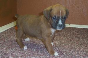 cuteboxerforsale