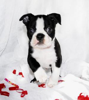 lovelybostonterrier