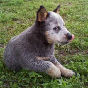 BlueHeelerFemale