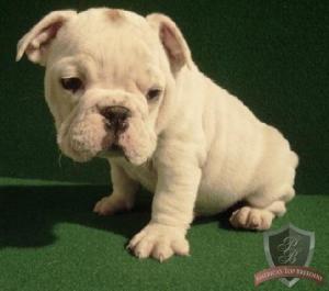 HouseBrokenEnglishBulldogPuppiesForAdoption