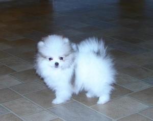 cutelookingpomeranianpuppyforsale