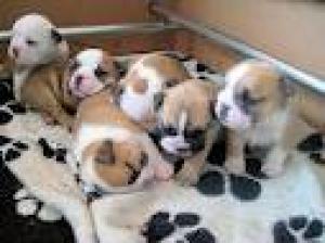 bulldogpuppiesforsale