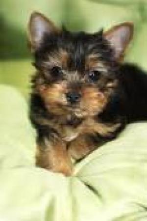 GorgeousandLovableTeacupYorkiepuppiesforado