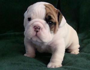 Englishbulldogpuppieswithgreatpersonalities