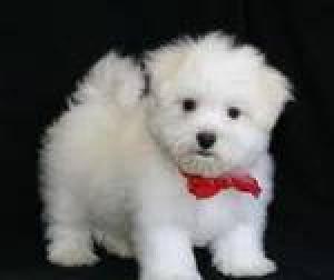 NicebabyfaceAdorableTeacupMaltesePuppiesFor