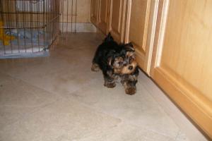 amazingyorkiesforgoodhomes