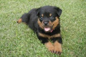 Rottweillerpuppiesreadytogohome