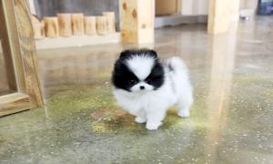 OutstandingPomeranianPuppies