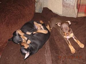 MiniaturePinscher