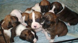 Akcboxerpuppies