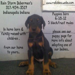 AKCDobermanPinschermalepuppies