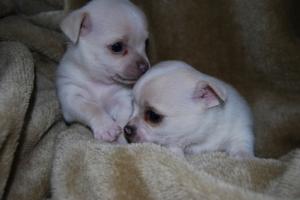 PUREBREDwhitechihuahuas