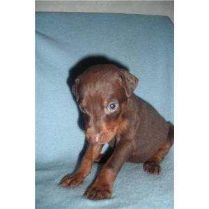 Dobermansforsale