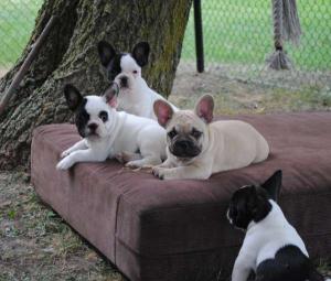 GorgeousAndAdorableFrenchandEnglishBulldog