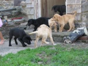 LabPuppies-