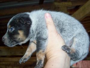 femaleblueredheelerspupsforsale