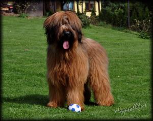 BRIARD