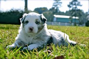 AustralianShepherdPuppy