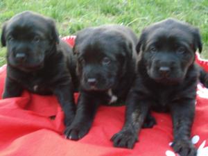 Blacklabpuppies