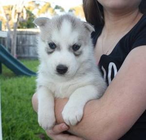 AKCSiberianHuskyPuppies