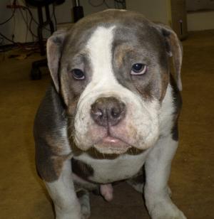 oldenglishbulldogpuppy