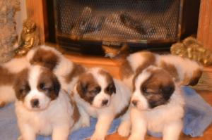 beethoven dogs for sale