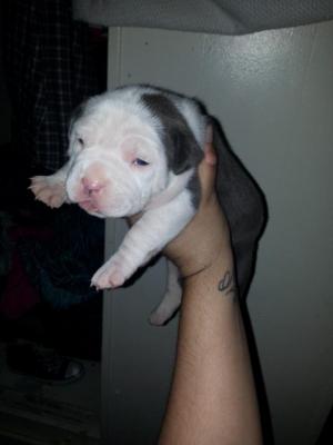 ukcbullystylepuppies