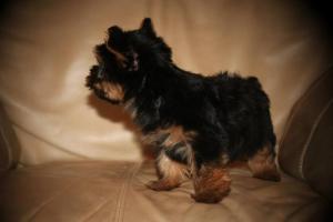 Akcmaleandfemaleyorkiepuppies