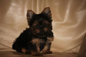 AkcTea-CupYorkiepuppiesavailable