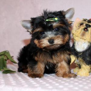 yorkiepuppiesforadoption