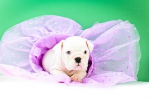 EnglishBulldogPuppies