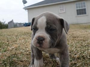 oldenglishbulldogpuppyfemale