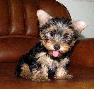 PrettyYorkiePuppies-