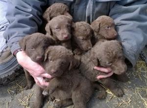 ChesapeakeBayRetrieverPuppies