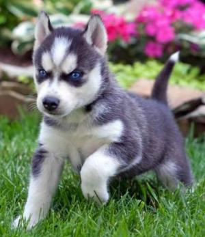 PurewhiteandblackSiberianHuskypuppiesforgo