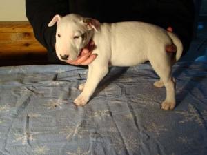 AdorableBullterrierpuppies