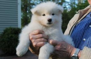 samoyedpuppyforsale