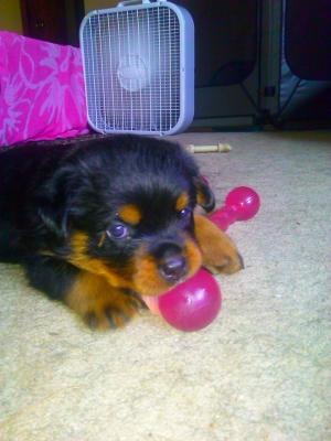 AdorableEuropeanRottweilerPuppies