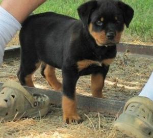 Dandy-RottweilerFemale