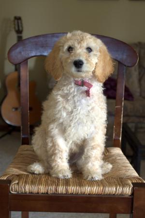 Goldendoodle