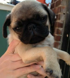 cutestpugbaby