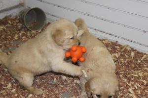 AKCGoldenRetrieverPuppies