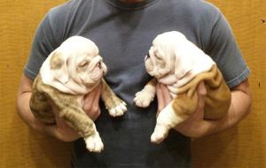 TwoGorgeousEnglishBulliesforsaletextvia