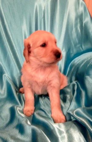 PuppiesforSale