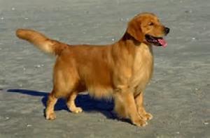 labrogoldenretriverorgermanshepered