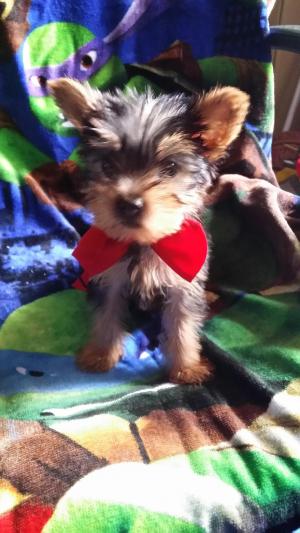 Teacupyorkie