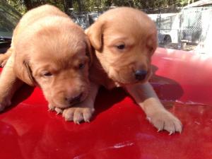 LabradorPuppies