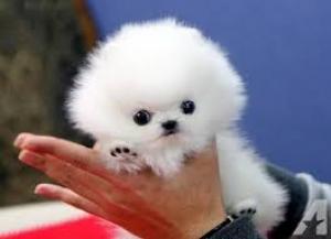 SuperCutePomeranianPuppiesReady