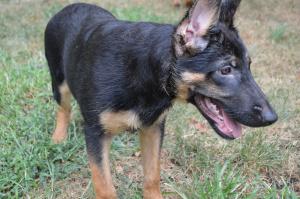 GermanShepherdPuppyforsale-ByBreeder