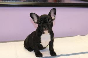 Fastandactivefrenchbulldogpuppiesforsale